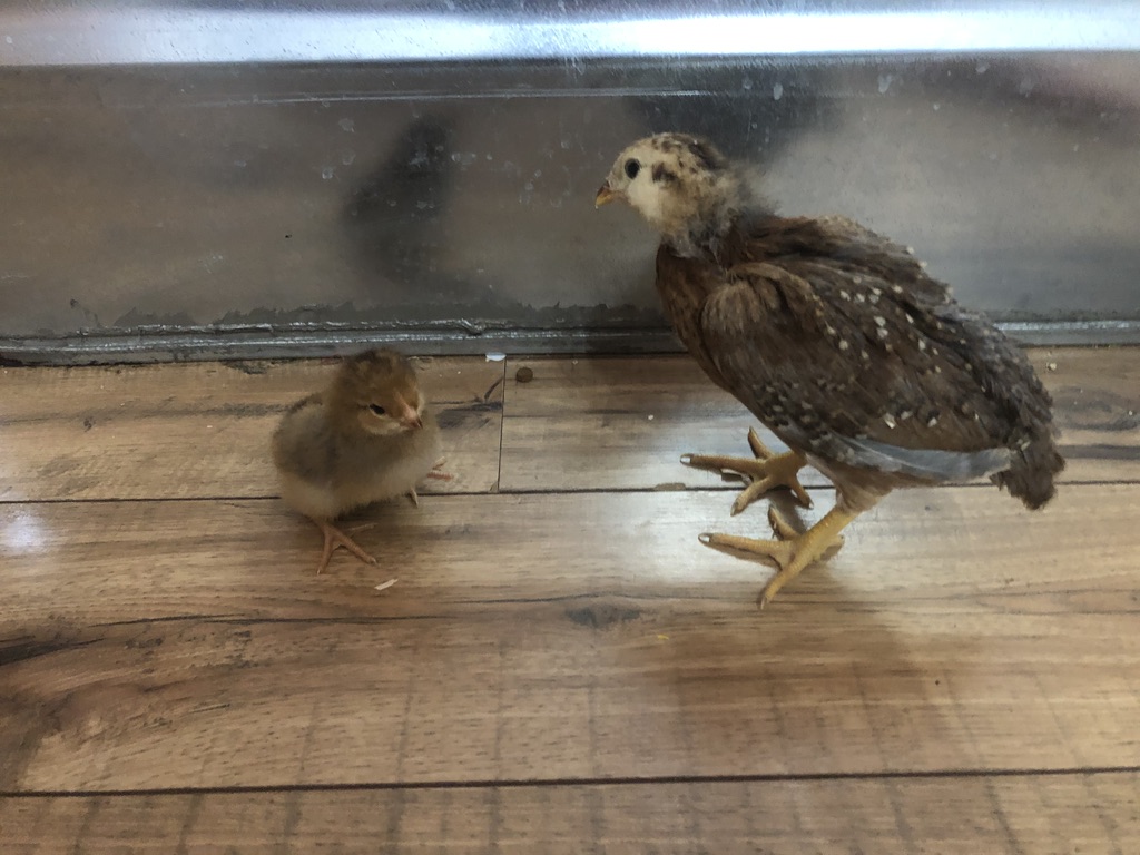 old chick, new chicks, and a toad
